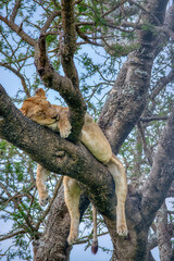 Lions in the Serengeti, Tanzania, Africa