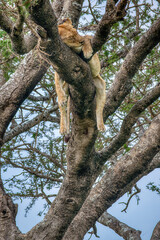 Lions in the Serengeti, Tanzania, Africa