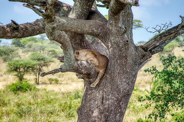 Lions in the Serengeti, Tanzania, Africa