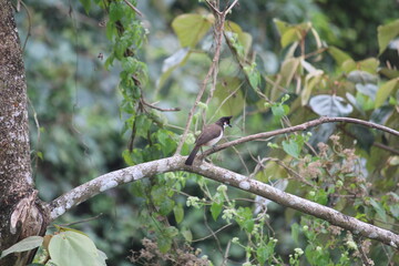 brown color small bird on a tree branch