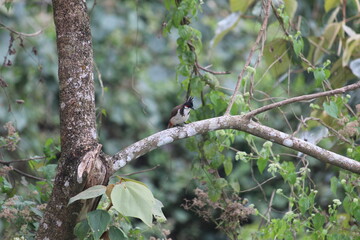 brown color small bird on a tree branch