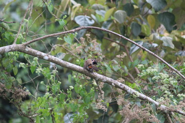 brown color small bird on a tree branch