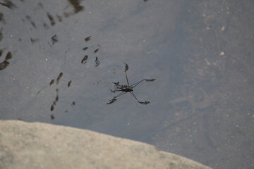 water spider in the pond
