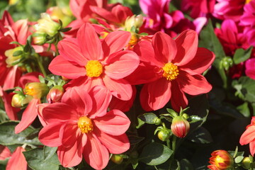 bouquet of red and yellow flowers