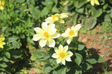 yellow flowers close up in the green garden