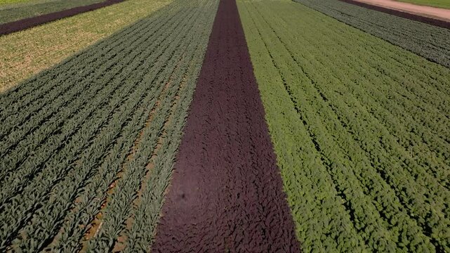 Aerial view of a vegetables growing in a field on a California desert farm