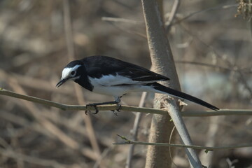 black backed shrike on branch