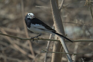 black backed shrike on branch