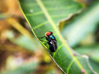 Cochliomyia hominivorax, the New World screw-worm fly, or screw-worm for short, is a species of parasitic fly that is well known for the way in which its larvae (maggots) eat the living tissue.