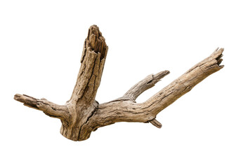 Dried bare tree branch with intricate details isolated on white background