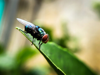Cochliomyia hominivorax, the New World screw-worm fly, or screw-worm for short, is a species of parasitic fly that is well known for the way in which its larvae (maggots) eat the living tissue.