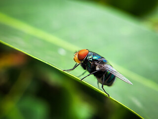 Cochliomyia hominivorax, the New World screw-worm fly, or screw-worm for short, is a species of parasitic fly that is well known for the way in which its larvae (maggots) eat the living tissue.