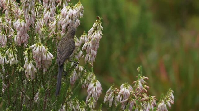 A Cape sugarbird (Promerops cafer) feeding on nectar on a Nine-pin heath or rooiklossieheide (Erica mammosa). Betty's (Bettys) Bay. Whale Coast. Overberg. Western Cape. South Africa.