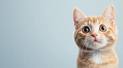 Obraz premium Curious ginger kitten looking up, light blue background, pet adoption