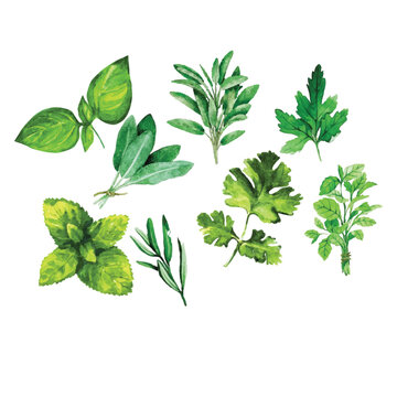 Watercolor plantain herbs vector, Watercolor Herbs Vector Art vector illustration