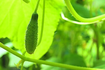Growing cucumbers on a bush. Green fruits ripen