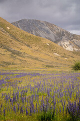 New Zealand flowers and mountains