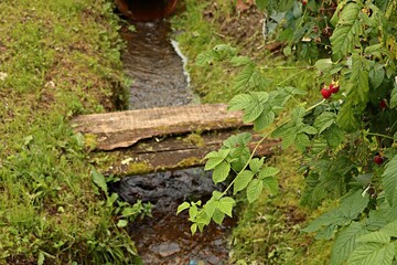 A raspberry bush with fruit near a log thrown across a stream