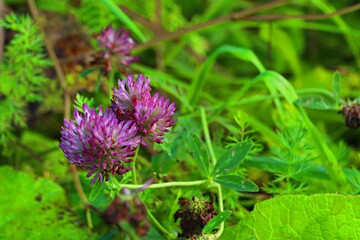 Meadow, blooming clover, clover average. Summer flower background