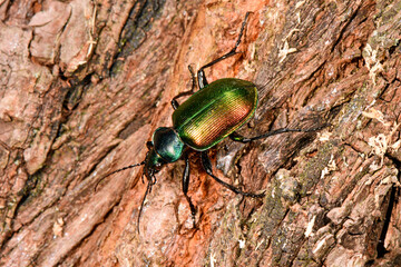Großer Puppenräuber // Forest caterpillar hunter  (Calosoma sycophanta)