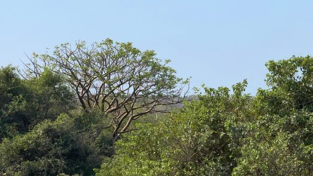 &Aacute;rboles del manglar 