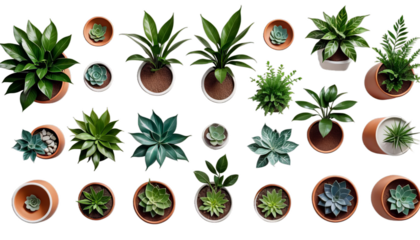 pots ceramic background rendering 3d olated beautiful plants plant pot leaf tree flower nature isolated white transparent houseplant herb potted growth botany flowerpot green gardening