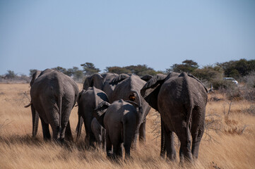Obraz premium A herd of African Elephant -Loxodonta Africana- is grazing on the plains of Etosha National Park, Namibia.