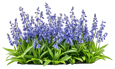 Naklejka premium PNG Bluebells flowers bush bluebell blossoms spring.