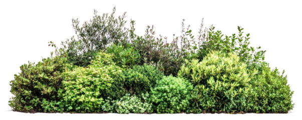 PNG Bushes and shrubs plants vegetation landscape.