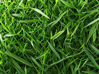 Vibrant green grass underneath sunlight nature ai generated lush environment close-up view serenity concept for seo impact