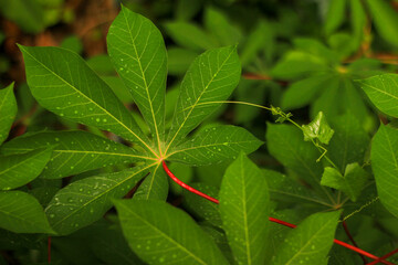 close up of a green leaf of cassava