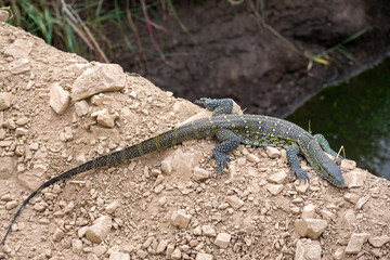 the Varano Arboricola is a species of the Varanidae family native to Australia,