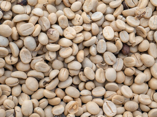 Heap of parchment coffee beans are being dried in the sun on a coffee farm.