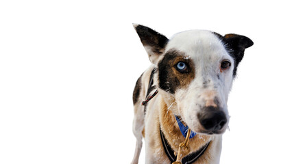 A dog looking at the camera on a transparent background