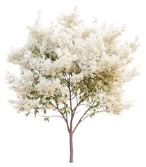 Fototapeta premium PNG Fringe Tree tree blossom flower.