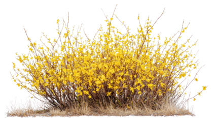 PNG Forsythia flowers bush spring photography vegetation.