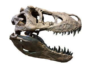 Fossil Bone Skull and Jaws of Tyrannosaurus rex (T-rex). isolated.