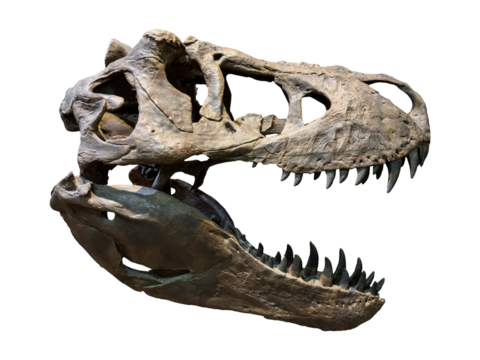 Fossil Bone Skull and Jaws of Tyrannosaurus rex (T-rex). isolated.