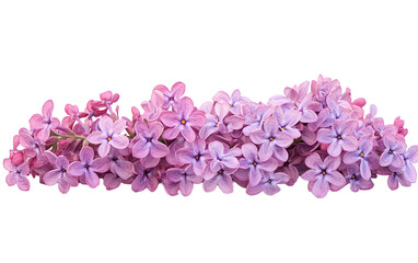 Obraz premium Lilac flower on transparent or white background