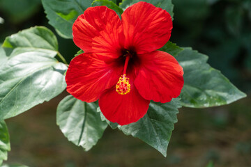 Bright big flower of Chinese hibiscus (Hibiscus rosa-sinensis), China rose or Hawaiian hibiscus, growing in landscape garden. Blurred background. Selective focus. Nature concept for design.