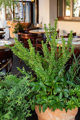 fresh plants in the pot