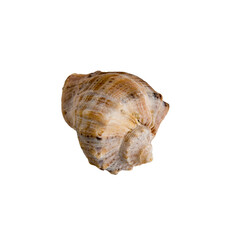 Large sea shell on a white isolated background