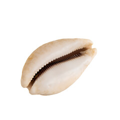 Beautiful marine clam shell on a white isolated background