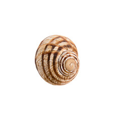 Beautiful marine clam shell on a white isolated background