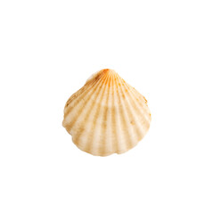 Beautiful marine clam shell on a white isolated background