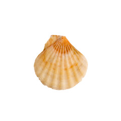 A clam shell on a white isolated background