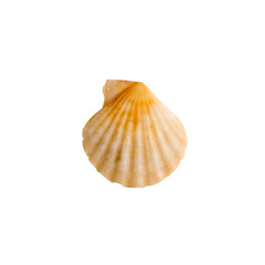 A clam shell on a white isolated background
