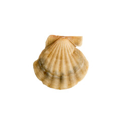 A clam shell on a white isolated background