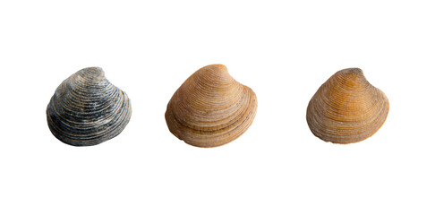A set of three seashells oon a white isolated background