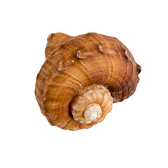 Large sea shell on transparent background